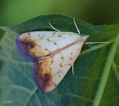 Evergestis extimalis