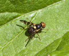 Rhagoletis cerasi