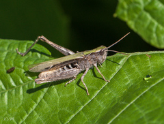 Chorthippus dorsatus