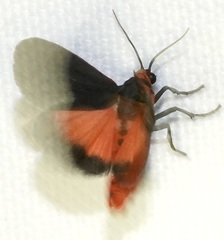 Virbia laeta