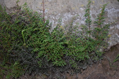 Pellaea andromedifolia pubescens