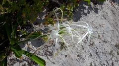 Hymenocallis littoralis