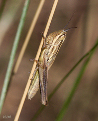 Euchorthippus pulvinatus