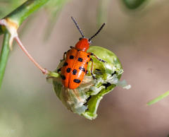 Crioceris duodecimpunctata