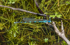 Austrolestes leda