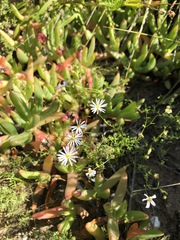 Brachyscome ciliaris