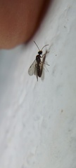 Hymenoptera