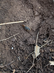 Centruroides ornatus