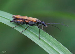 Oedemera femorata