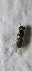 Microchrysa