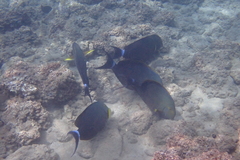 Acanthurus xanthopterus