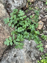 Nemophila phacelioides