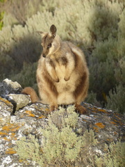 Petrogale lateralis pearsoni