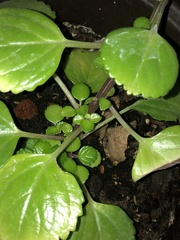 Pilea nummulariifolia