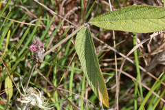 Flemingia parviflora