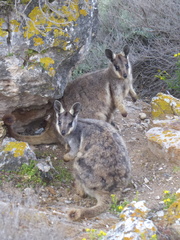Petrogale lateralis pearsoni