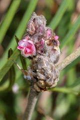 Flemingia parviflora
