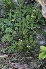 Nemesia macrocarpa