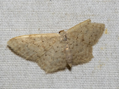 Idaea probleta
