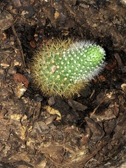 Mammillaria densispina