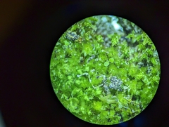 Physcomitrium pyriforme