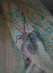 Aspilosterna albovittata