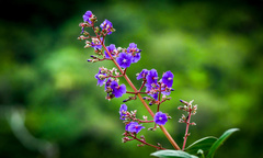 Pleroma heteromallum