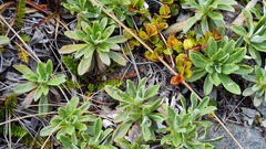 Celmisia angustifolia