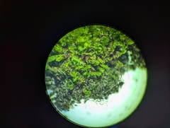 Physcomitrium pyriforme