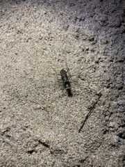 Cicindela