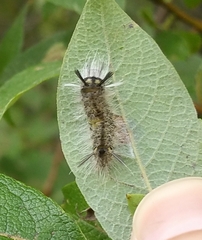 Halysidota tessellaris