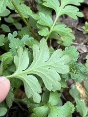 Nemophila phacelioides