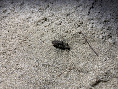 Cicindela