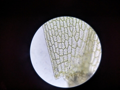 Physcomitrium pyriforme