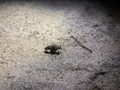 Cicindela