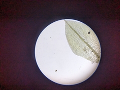 Physcomitrium pyriforme