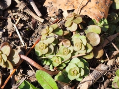 Sedum ternatum