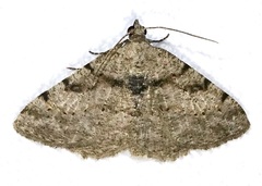 Digrammia gnophosaria