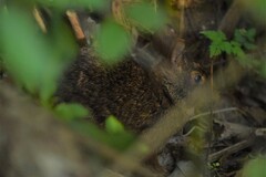 Sylvilagus palustris