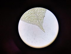 Physcomitrium pyriforme