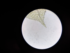 Physcomitrium pyriforme