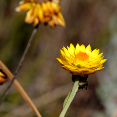 Xerochrysum strictum