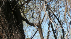 Mniotilta varia