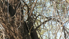 Mniotilta varia