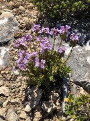 Euphrasia collina