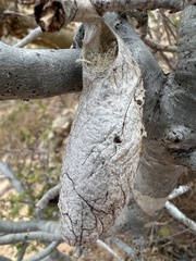 Rothschildia cinctus