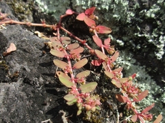 Euphorbia thymifolia