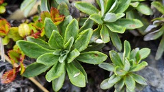 Celmisia angustifolia