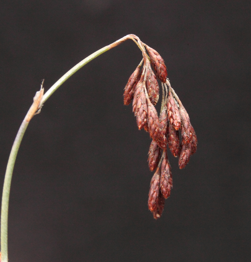 Hypolaena exsulca
