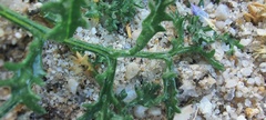 Gilia stellata